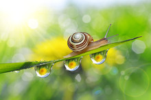 Dandelion In The Drops Of Dew On The Green Grass And Snail. Nature Background.