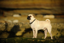 Pug Standing On Natural Rocks