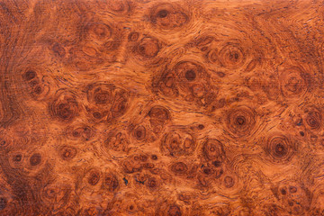 Wall Mural - background and texture of Macro Ormosia wood
