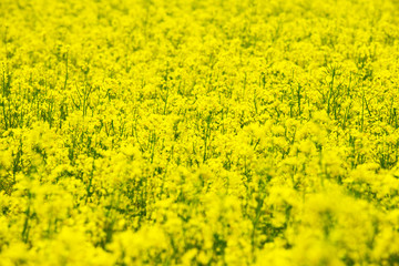 Wall Mural - flowers of oil in rapeseed field