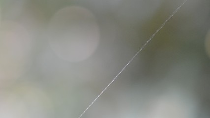 The spider web (cobweb) closeup background.