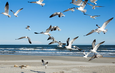 Seagulls hover in the air against the sea