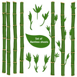 Fototapeta Sypialnia - Set of bamboo branches
