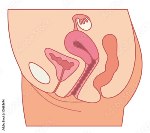 子宮 断面図 女性のからだ Stock Illustration Adobe Stock 子宮 断面図 女性のからだ Stock Illustration Adobe Stock