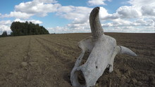 Broken Cow Skull On The Clay Soil Field On Sunny Summer Day, Time Lapse 4K