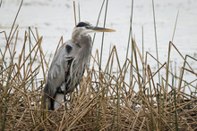 Great Blue Heron In Cattails - Florida