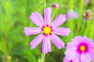 Wall Mural - Beautiful cosmos flower