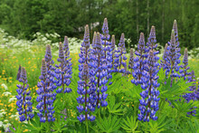 Flowers Of Purple Lupins