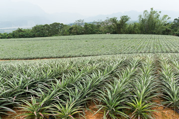 Wall Mural - Pineapple farm