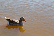 Greylag Goose (anser Anser) In Profile, Swimming In Murky Brown Water