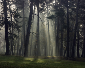Fototapeta las słońce droga jesień dąb