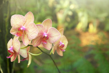 Poster - Colorful fully grown orchids in greenhouse