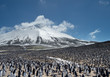 Colony of penguins with snowy mountain in the background, Zavodovski Island, South Sandwich Islands, Antarctica