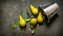 Fresh Pears With Leaves In A Metal Bucket.