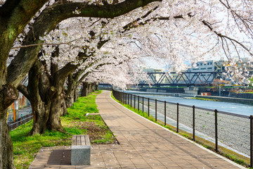 Spring in Kyoto, Japan along the Kamo River.