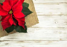 Christmas Background With Poinsettia On White Wooden With Copy Space