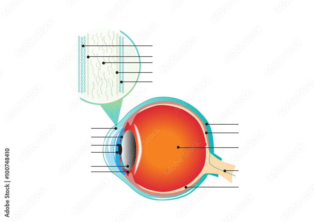 Cross section of human eye Stock Vector | Adobe Stock