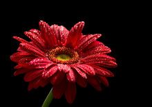 Red Gerbera  Isolated On Black Background