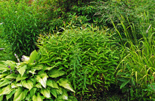 Green Bushes And Herbs Background