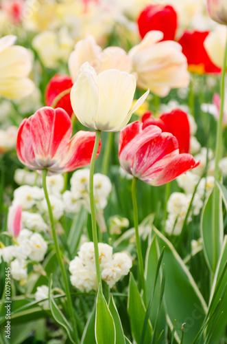 Fototapeta do kuchni Spring meadow with red and white tulip flowers, floral seasonal background