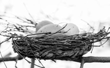 Bird Nest With Eggs In A Tree. Black And White With Copy Space.
