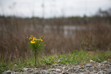 Landscape Of Small Yellow Sneezeweed Flowers (Helenium Amarum), Winter Color On Roadside