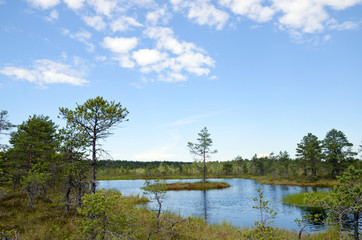 Canvas Print - Hochmoor Viru Raba / Estland
