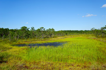 Canvas Print - Hochmoor Riisa Raba / Estland