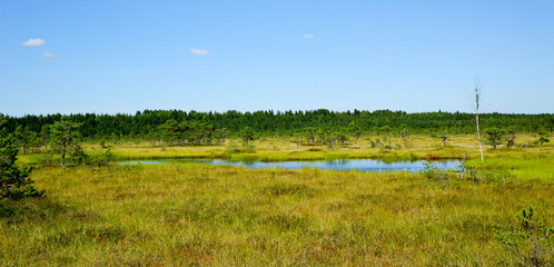 Canvas Print - Hochmoor Riisa Raba / Estland