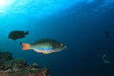 Fototapeta Do akwarium - Tropical fish coral reef sea ocean underwater