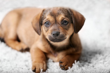 Sticker - Cute puppy on carpet at home