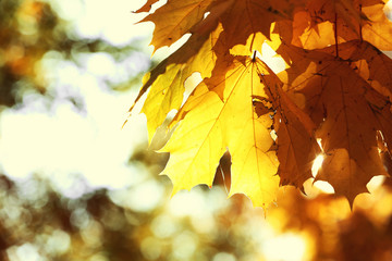 Wall Mural - Golden autumn leaves, close up