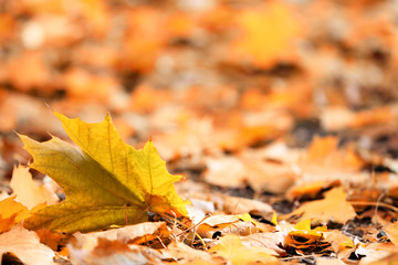 Wall Mural - Colourful autumn leaves on the ground in the park, close up