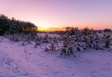 Fototapeta Natura - Beautiful winter fields and trees landscape