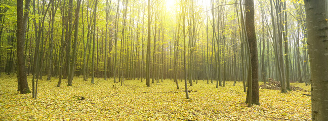 Canvas Print - autumn forest