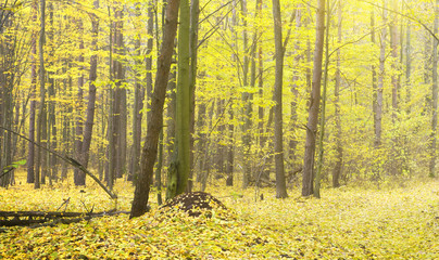 Canvas Print - autumn forest