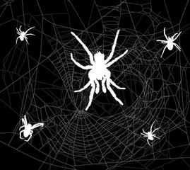 Wall Mural - five white spiders in gray web