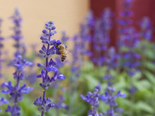 Lavender Flower With Bee In The Garden