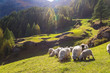 Valais blacknose sheep in  Alps