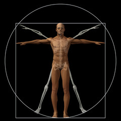 Wall Mural - Vitruvian human or man conceptual 3d proportion anatomy body