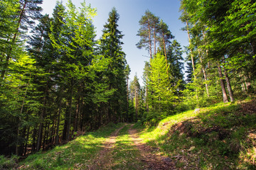 Wall Mural - mountain spring landscape, trail and green grass in the forest.