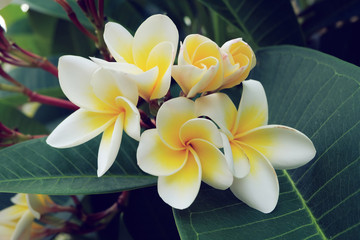 white frangipani tropical flower, plumeria flower fresh blooming