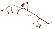 Dry Twig With Berries