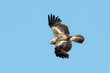 The booted eagle (Aquila pennata)