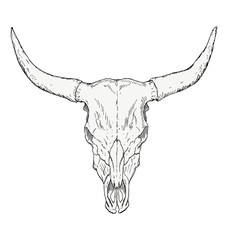 Bull Skull