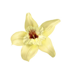 Vanilla Flower Isolated