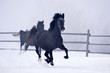 © bereta - Beautiful horse running in winter