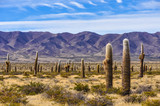 Fototapeta Góry - Cactus forest in los Cardones National Park, Argentina