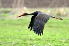 Black Stork In Natural Habitat  - Ciconia Nigra