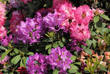 Wall Mural - Rhododendron Flower